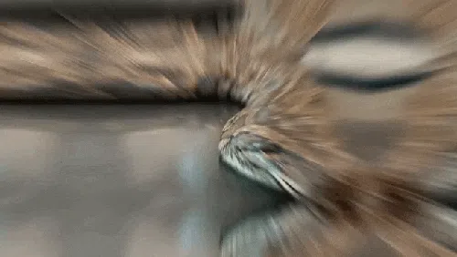 Die größte Schlange der Welt gefangen